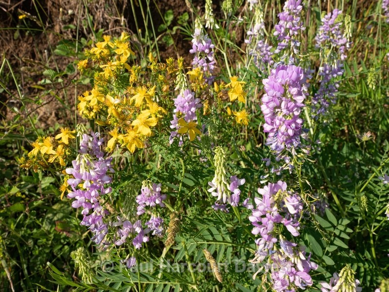 Goat's-rue, Galega, Professor-weed, Goat's rue (Galega officinalis L.) - Wild Flowers - 2