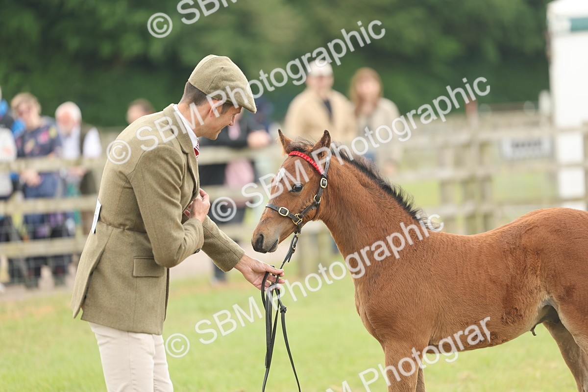 SBM_05519 - Class 68-73 - Riding Pony Breeding
