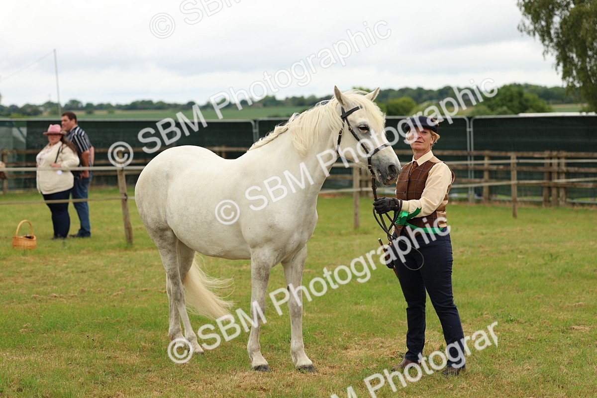 SBM_04241 - Class 64-67 - Shetland Pony In Hand