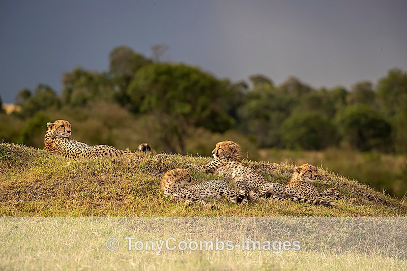 Cheetah 3 cubs - Mara North ~ Cats