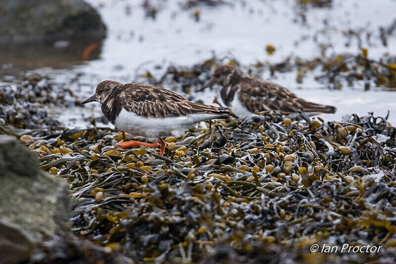 Turnstone (Arenaria interpres) on Strangford Lough 2 of 4 - Nature