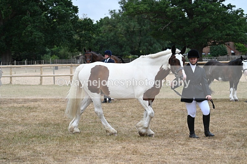 WJ7_0054 - Class 5a Most Handsome Gelding (above 14.2hh)