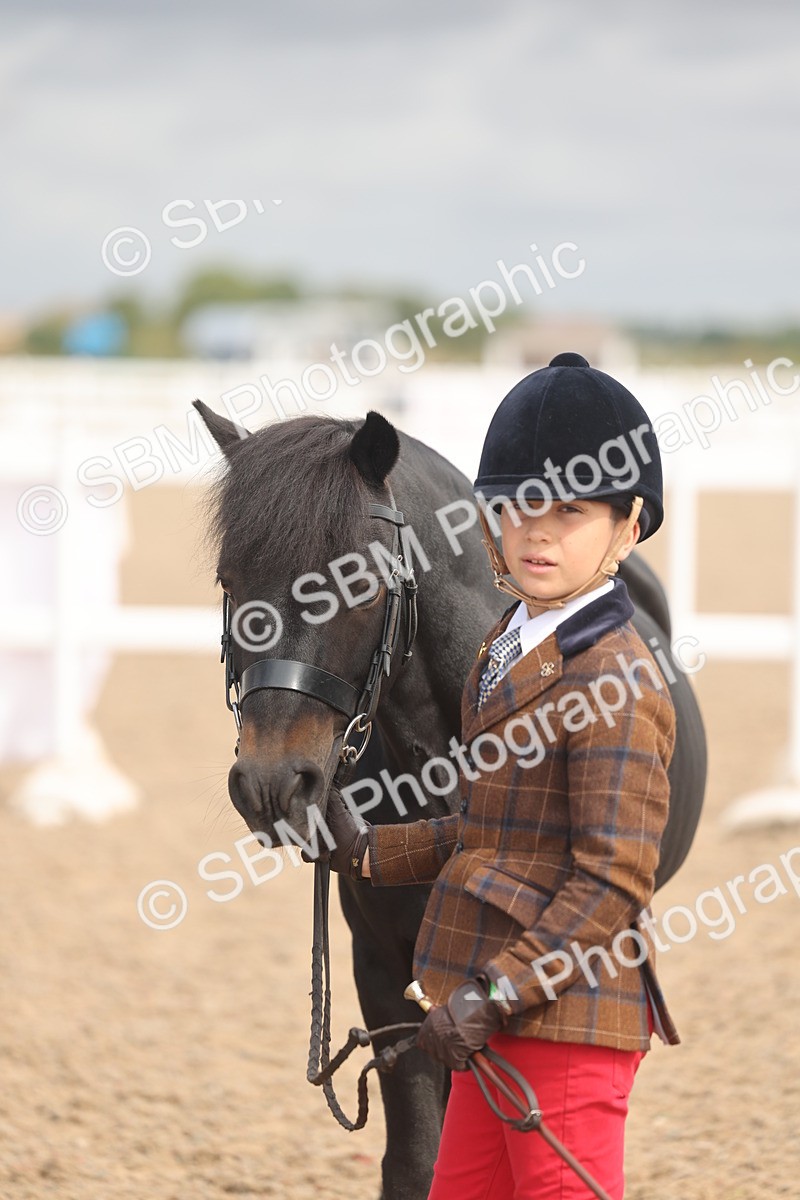 SBM_04421 - Class 18 - Handsomest Gelding (IH or Ridden)
