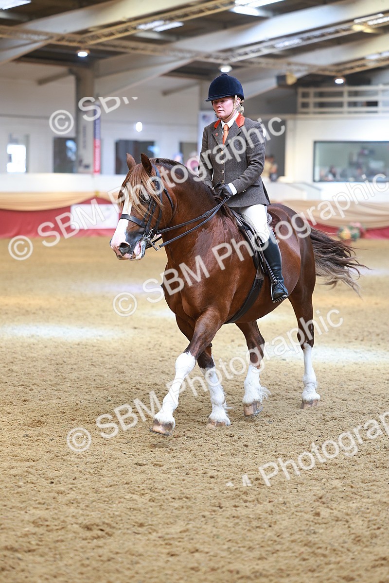 SBM_12527 - Class 103 - HOYS Veteran Qualifier - Ridden Pre Vet