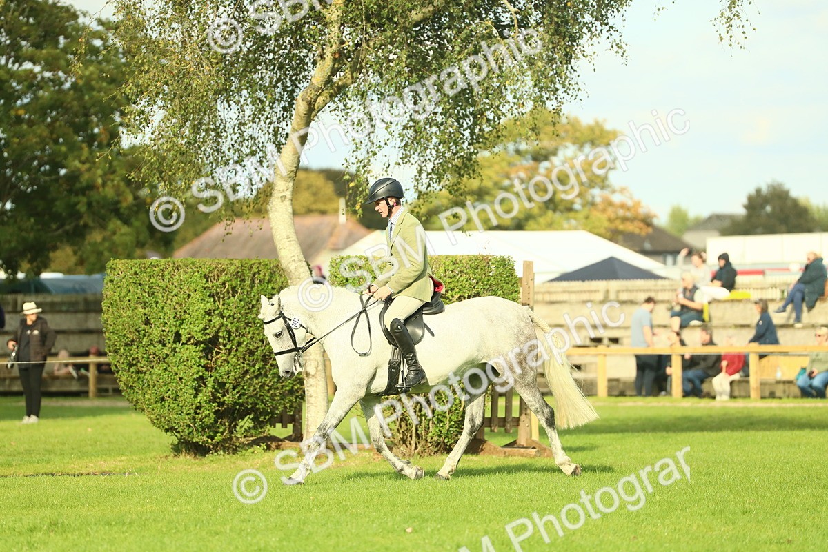 SBM_52113 - S33 - Working Hunter & Working Show Horse