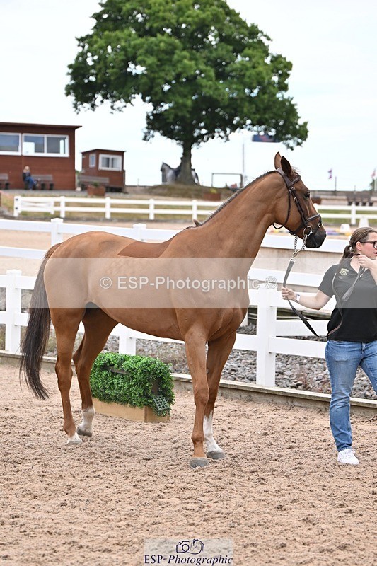 250716-140824-00933 - Trot Up 1.30 to 2.30