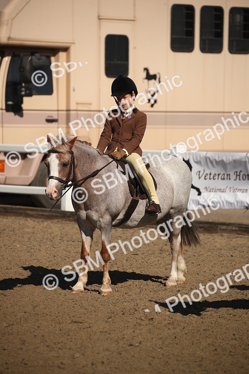 SBM_12762 - Class 504b - Junior Working Veteran - 40cm (20+)