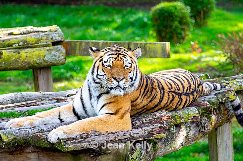 Amur Tiger - DSC_5313 - Cats
