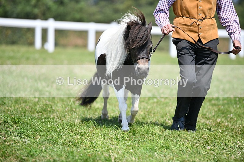 DSC_7667 - Class 64: Coloured Pony 4yrs & over