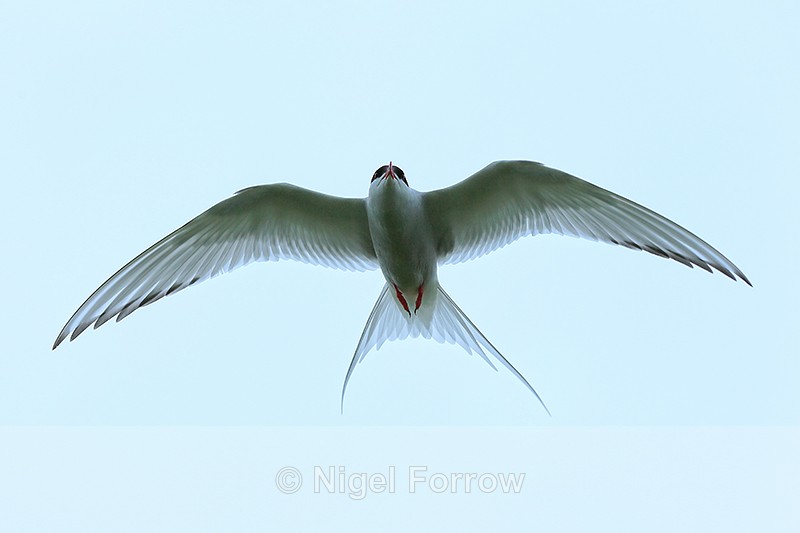 Arctic Tern flying low overhead, Farne Islands - Arctic Tern
