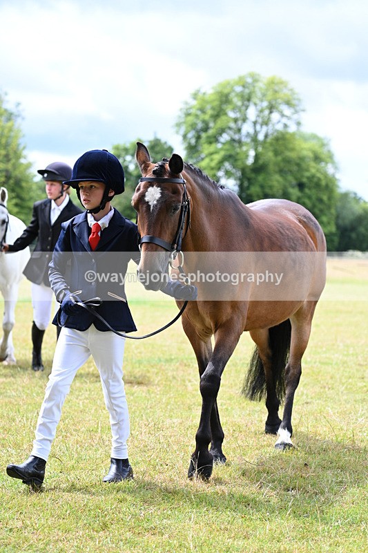WJ7_6575 - Class 5 Handsome Gelding in hand