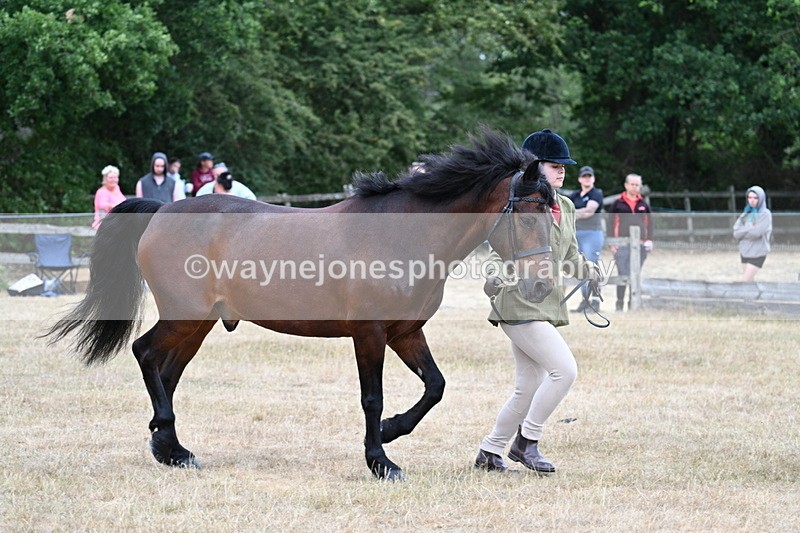 WJ7_9517 - Class 5 Most Handsome Gelding (up to 14.2hh)