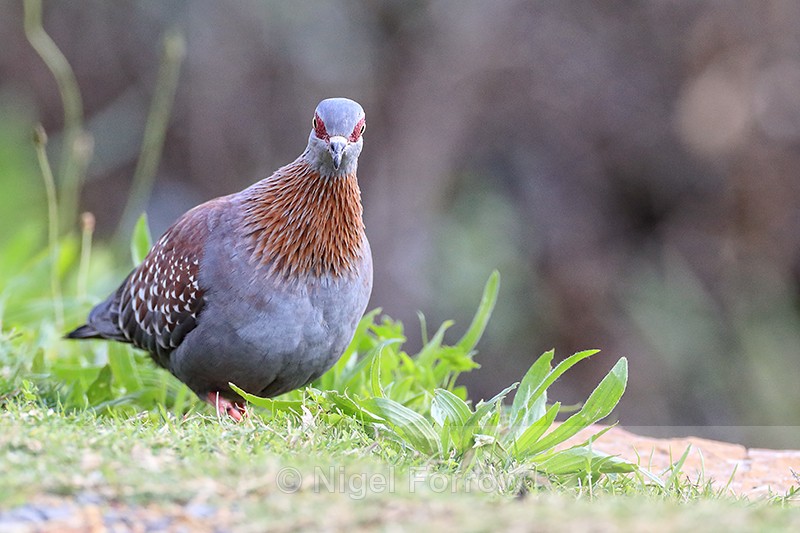 Speckled Pigeon, head-on view, Simon's Town, South Africa - Speckled Pigeon