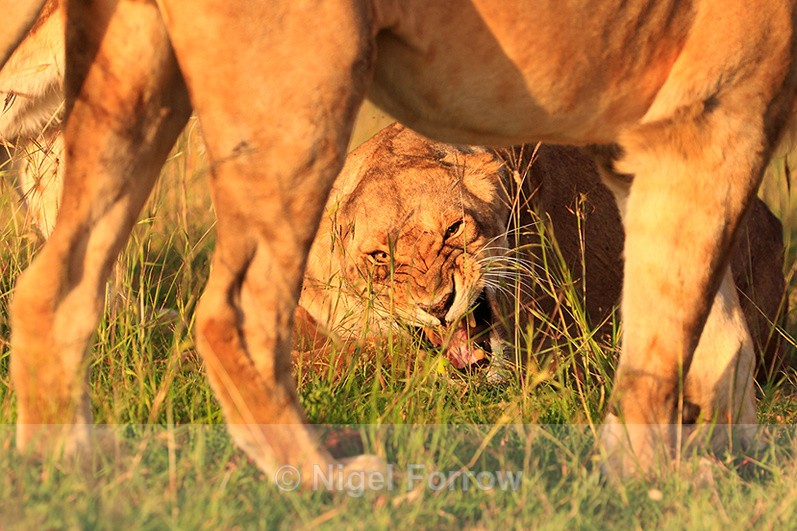 Lioness snarling as a Lion passes by in the Masai Mara - Lion