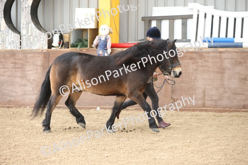 20251109-0689 - Class 22 - Geldings 4 Years and over