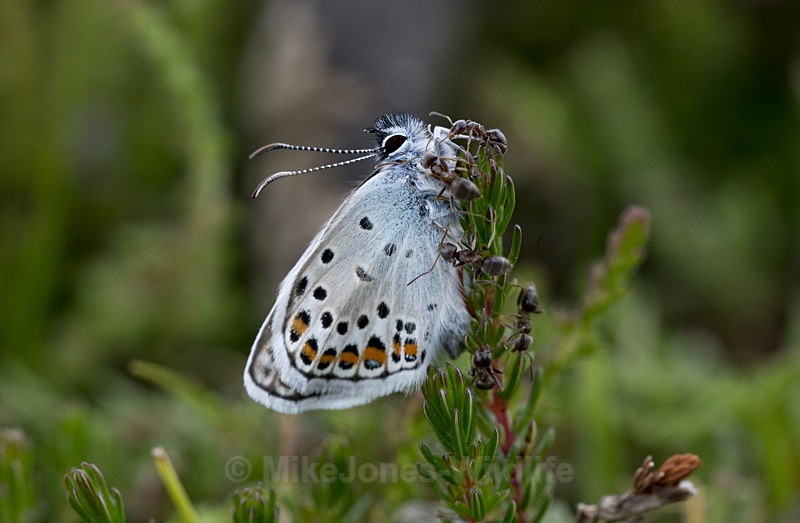Silver Studded Blue Butterfly emerging with ants - BUTTERFLIES
