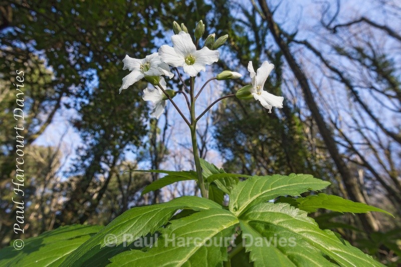 - Plants: wide-angle