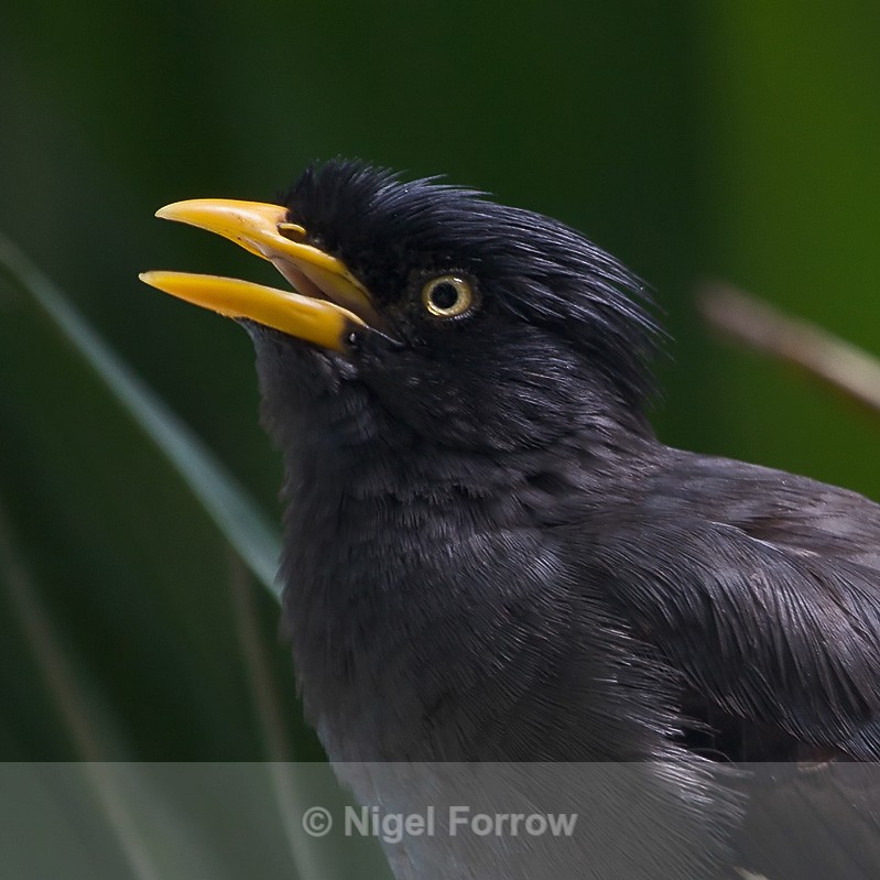 Jungle Myna close-up - Jungle Myna