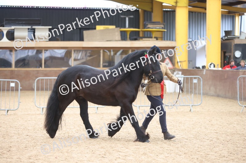 20251109-1112 - Class 29 - Geldings 4 Years and over