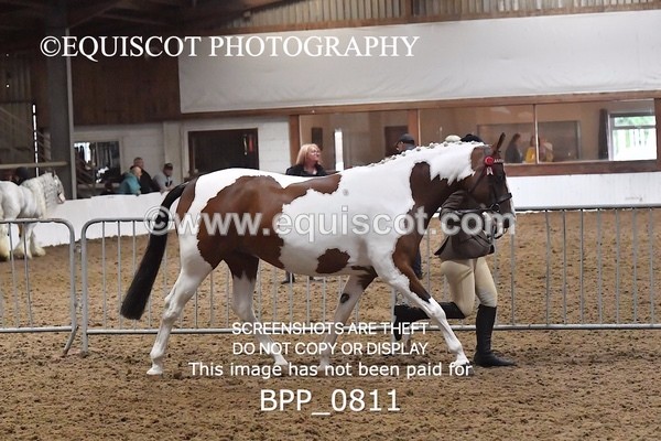 BPP_0811 - RING 2