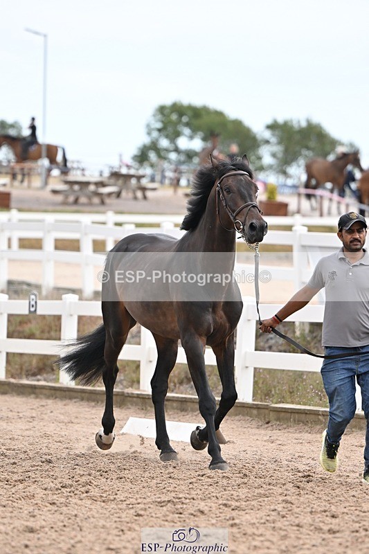 250716-145603-01526 - Trot Up 2.30 to 3.30