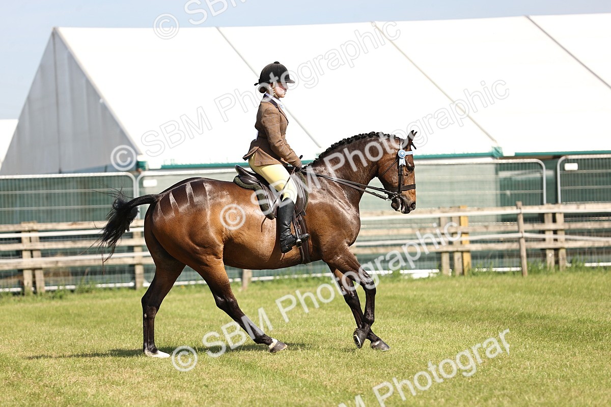SBM_12912 - Class 75-76 LIHS BSHA Rising Star Hack Riding Horse