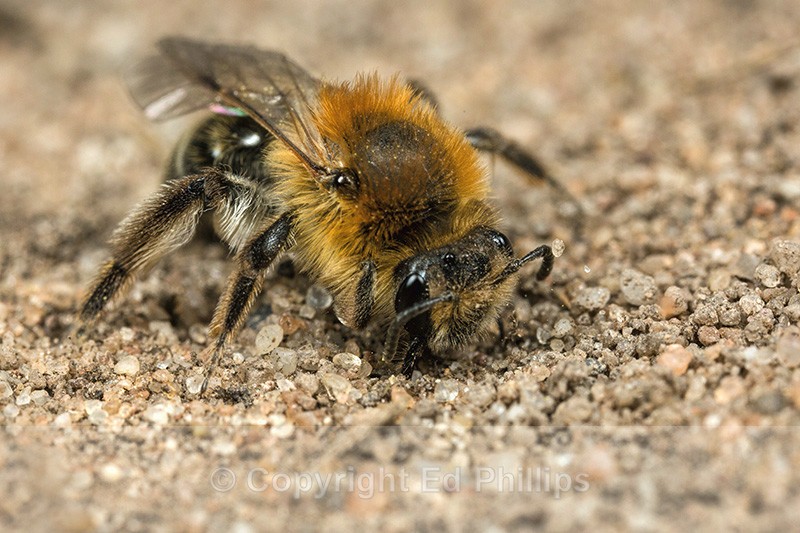 Andrena barbilabris (f) - Andrena barbilabris