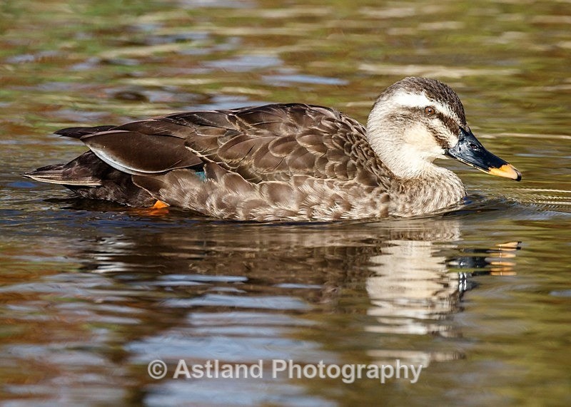 Astland Photography, Bird and Wildlife Images, Susan and Peter Wilson, U.K.