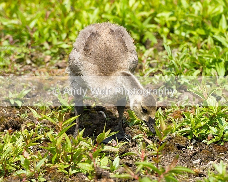 20110702-_MG_6209 - Geese