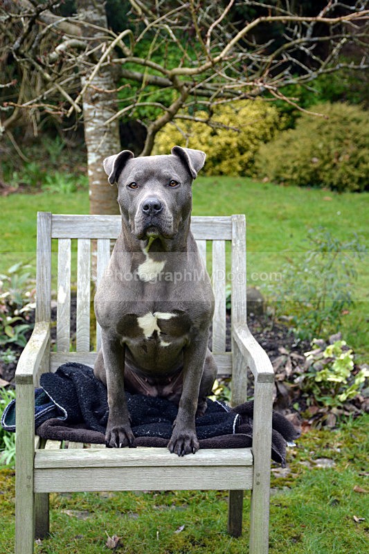  - American Staffordshire Terrier