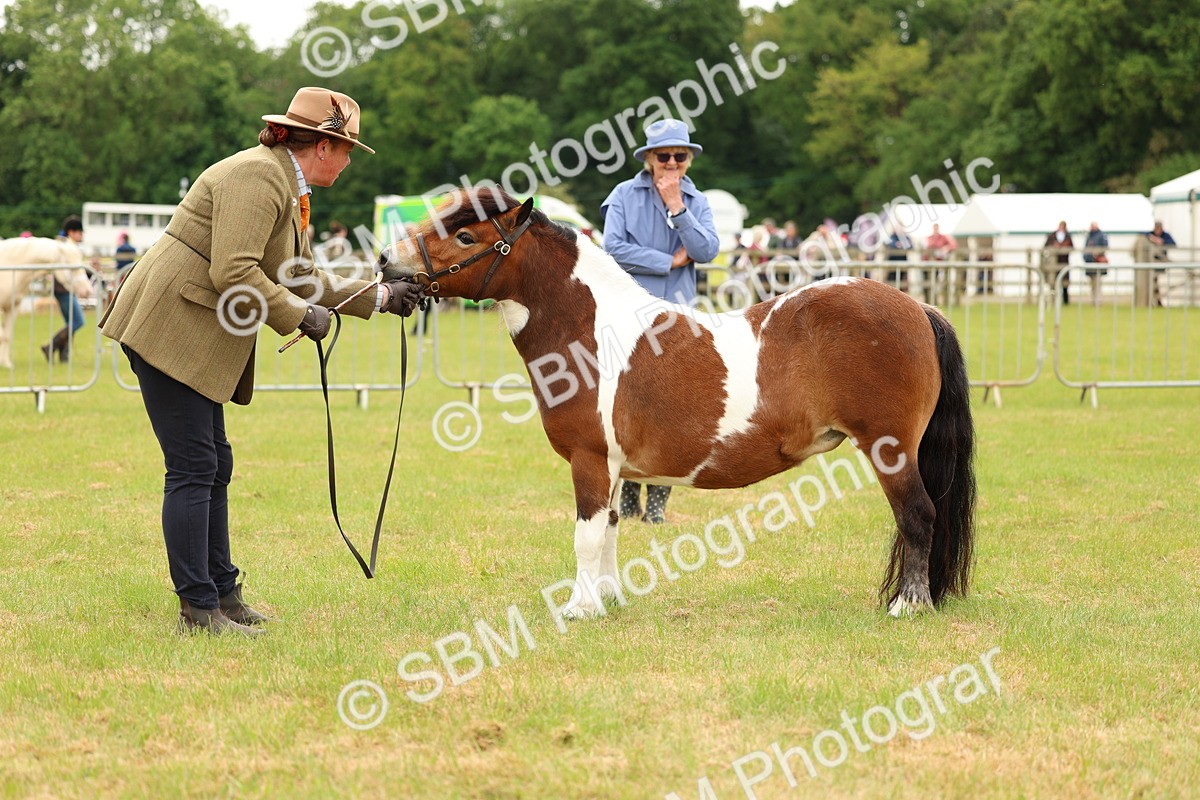 SBM_04374 - Class 64-67 - Shetland Pony In Hand