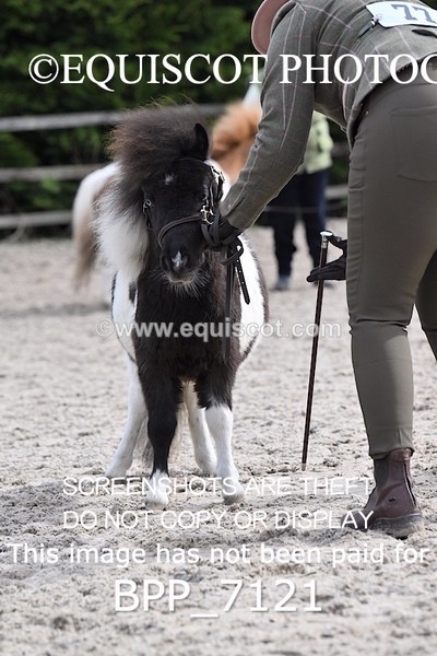 BPP_7121 - RING 1  (RIDDEN HORSES / IN HAND / VETERAN ETC)