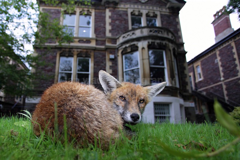Bristol Urban fox resting in a garden_02123 - Urban Foxes, Bristol, Great Britain