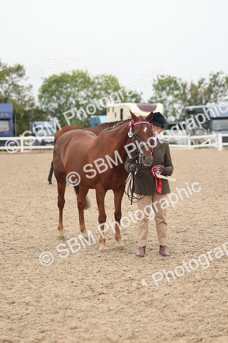 SBM_19889 - Class 318 - IH Part Bred Horse-Pony