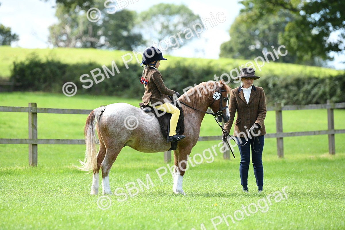 SBM_42502 - S20 - Lead Rein Mountain & Moorland Pony