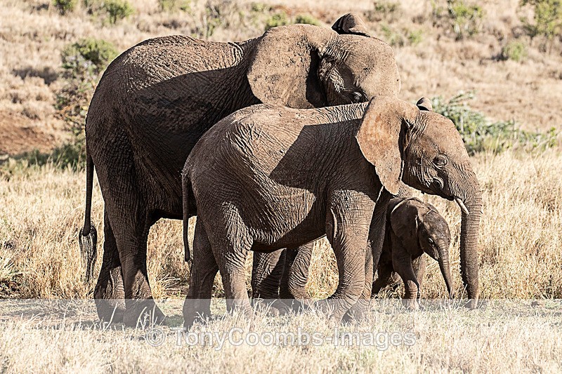 Elephant with older and younger calves - Lewa ~ Other Mammals