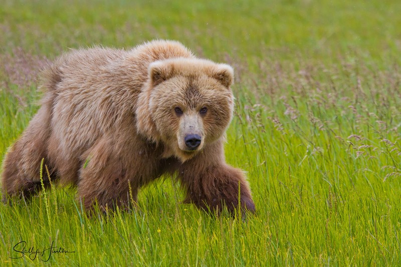 Cuddly Bear