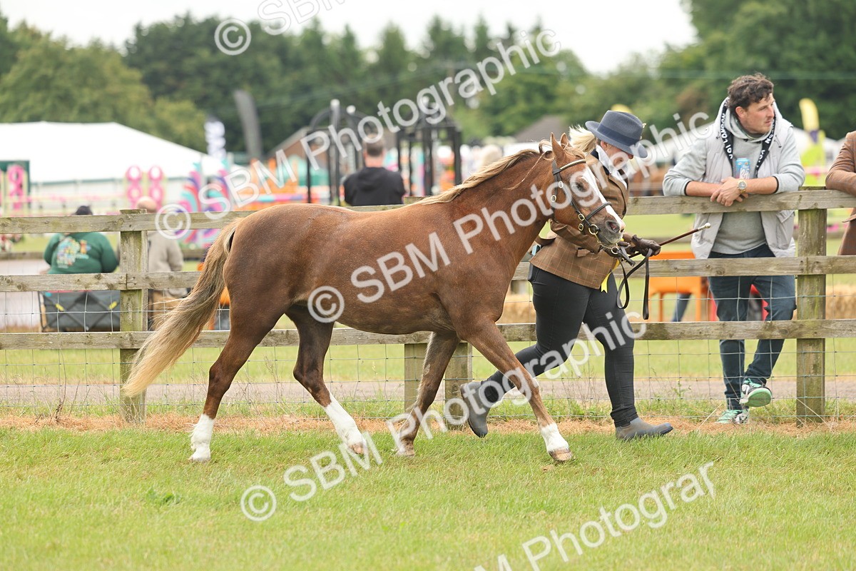 SBM_02280 - Class 50-57 - M&M Welsh Pony In Hand