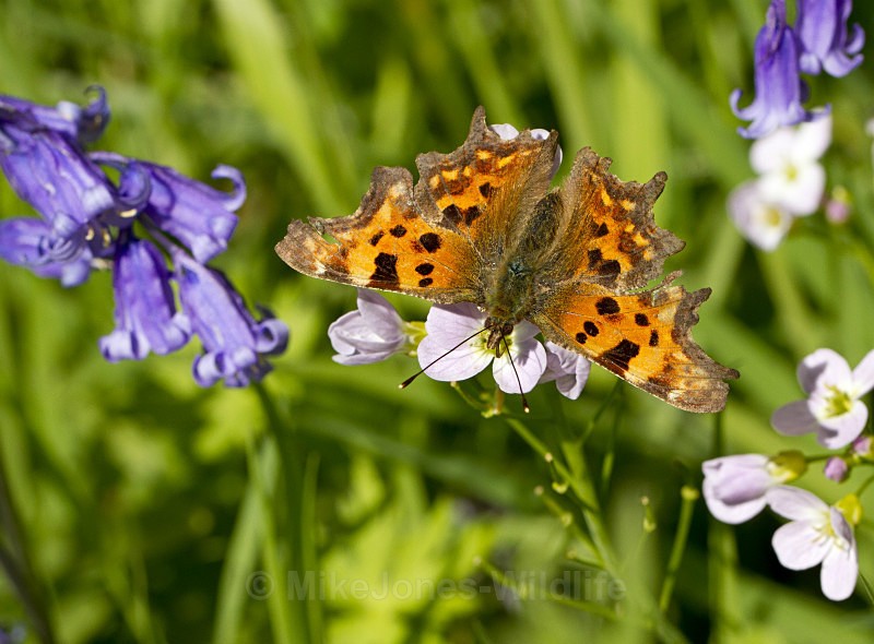 ' Comma Butterfly ' - BUTTERFLIES