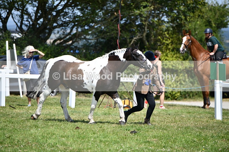 DSC_7908 - Coloured Horse In Hand Championship