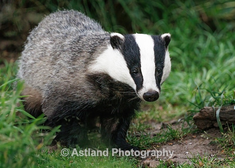 Badger - Latest Images