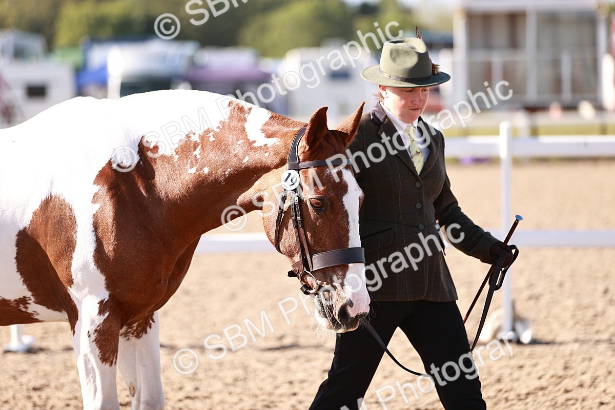 SBM_22033 - Class 702 - IH Show Horse-Pony