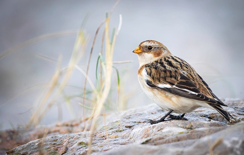SNOWBUNTING 2025 - Latest projects, Cairngorms Deer, Boxing Hares, Landscapes...North Wales, Birds