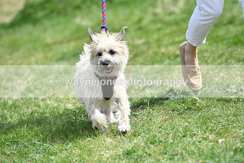 WJ5_0372 - Class 7 Best Terrier