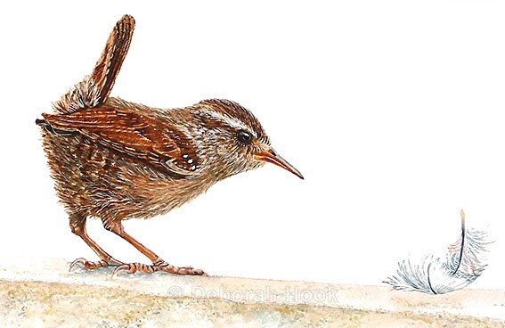 Wren and feather - Birds