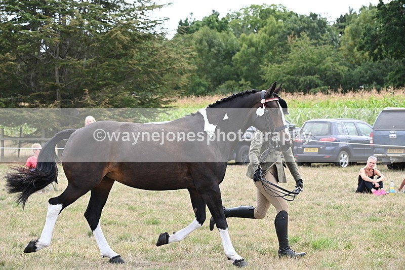 WJ6_6236 - Class 19 In-hand Veterans (Uploaded correct folder)
