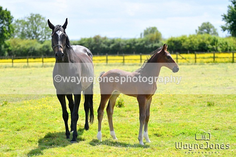 WJ5_4172 - Lyford Stud - Foals 01-06-25