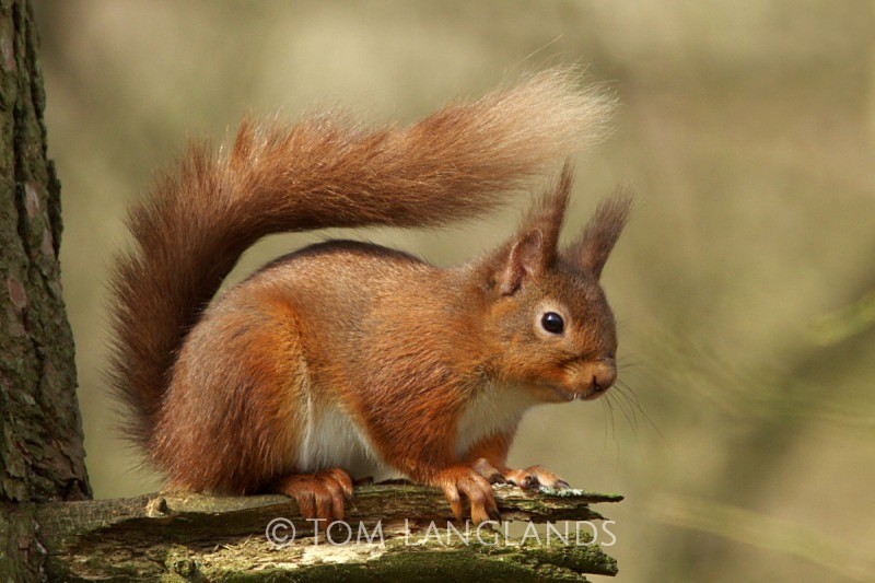 Red Squirrel - Red Squirrels
