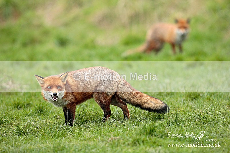 Foxes 260313-830a - Nature