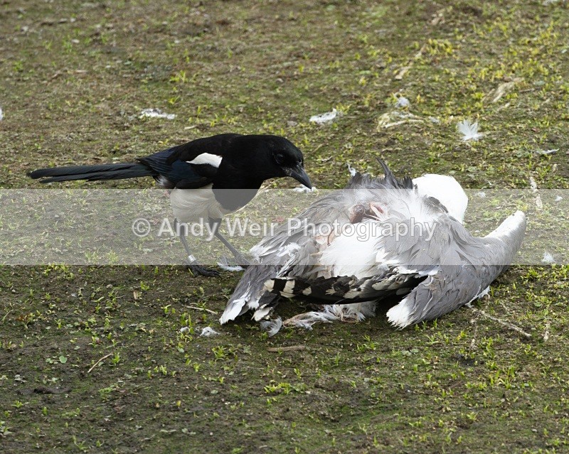 20110521-IMG_5373 - Corvids